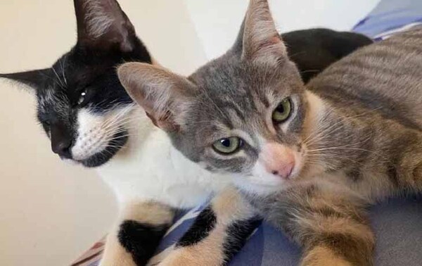 Pareja ofrece recompensa de G. 2 millones para recuperar a sus gatitos en Limpio – Prensa 5