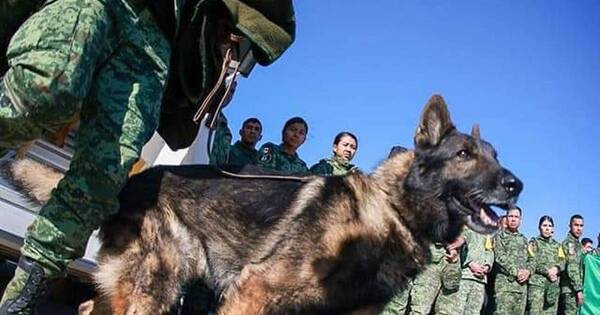 La Nación / Homenajean a Proteo, perro rescatista fallecido por derrumbe en Turquía