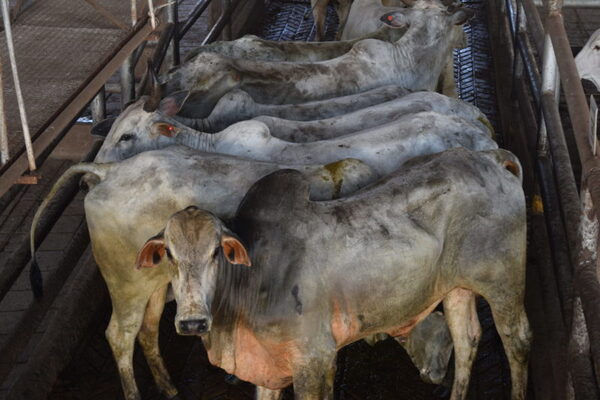 Las lluvias siguen empujando el precio del ganado gordo al alza