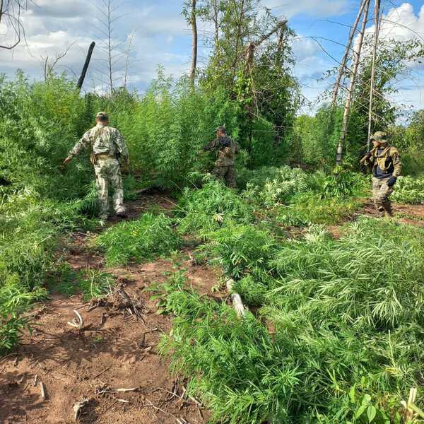 Diario HOY | Destruyen hectáreas de marihuana en Canindeyú