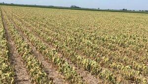 Baja producción de la soja preocupa a productores en el inicio de la cosecha de este 2023.