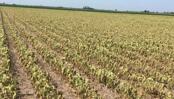 Baja producción de la soja preocupa a productores en el inicio de la cosecha de este 2023.