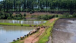 Integración piscicultura-ganadería prospera en el Chaco y en Caaguazú, sistema productivo es modelo para el mundo