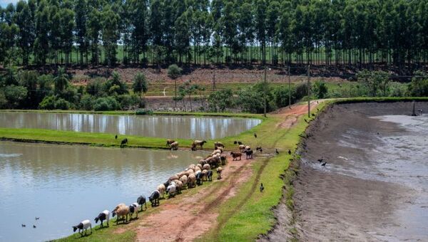 Integración piscicultura-ganadería prospera en el Chaco y en Caaguazú, sistema productivo es modelo para el mundo