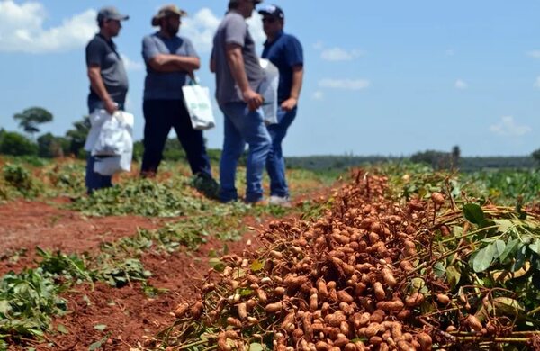 Presentan al maní como cultivo emergente y con mucho futuro - Nacionales - ABC Color