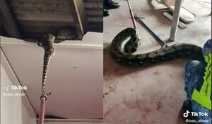 ¡Nde tavy! Dos pitones enormes aparecieron en el techo de una casa (VIDEO)