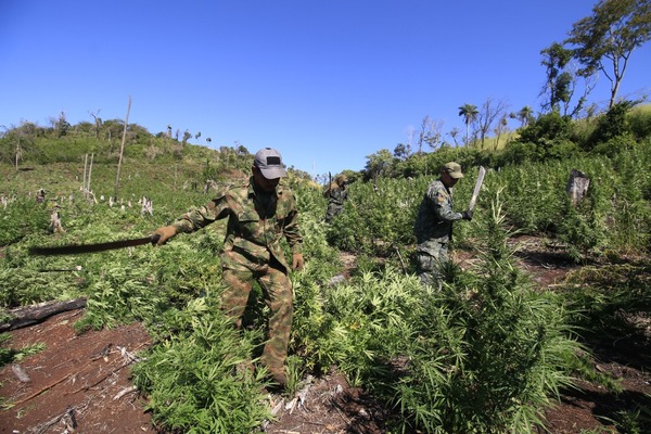 Sacan de circulación cerca de 700 toneladas de marihuana en Canindeyú
