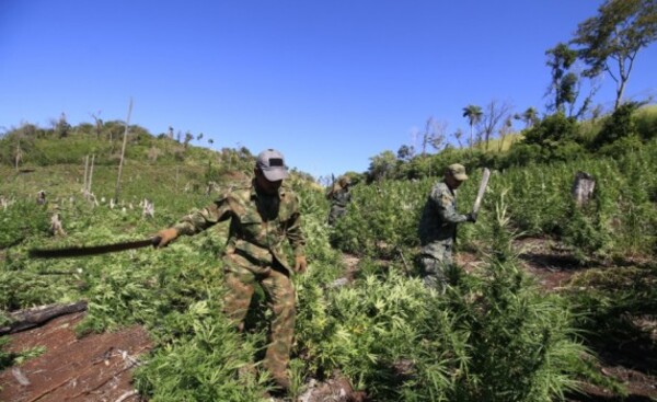 Canindayú: Sacan de circulación cerca de 700 toneladas de marihuana