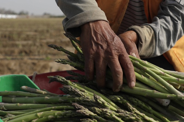 La producción nacional de Perú creció un 2,68 % en 2022 - MarketData