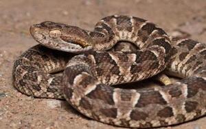 Mujer internada en Terapia Intensiva por mordedura de serpiente en Ciudad del Este – Prensa 5
