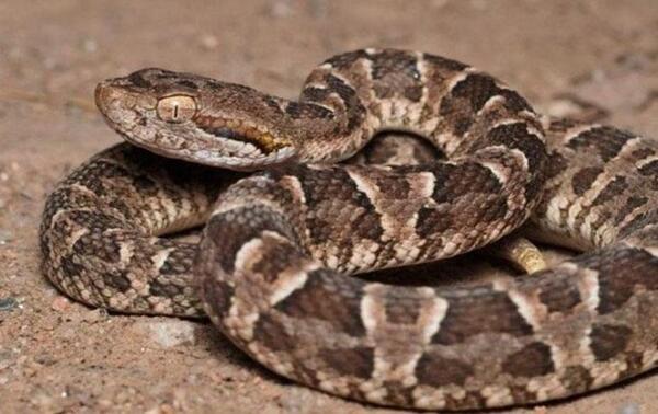 Mujer internada en Terapia Intensiva por mordedura de serpiente en Ciudad del Este – Prensa 5
