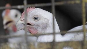 Argentina y Uruguay decretan emergencia sanitaria por gripe aviar