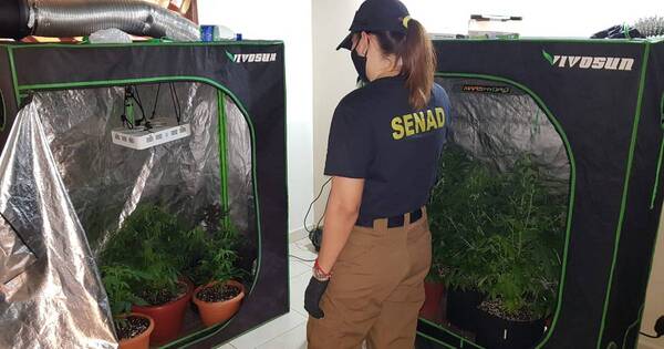 La Nación / Marihuana vip: el 11 de abril se debe iniciar juicio oral para los acusados