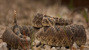 Tras ataque de serpiente, mujer queda en terapia intensiva - Noticias Paraguay
