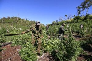 Mediante Operación Oñondivepa, sacan de circulación cerca de 700 toneladas de marihuana en Canindeyú