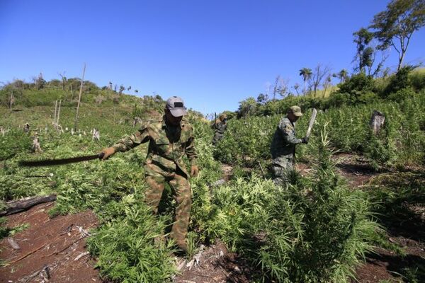 Mediante Operación Oñondivepa, sacan de circulación cerca de 700 toneladas de marihuana en Canindeyú