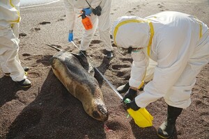 Perú intensifica protocolos sanitarios tras detectar gripe aviar en mamíferos - MarketData