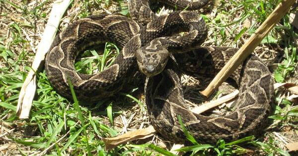 La Nación / Mujer fue mordida por una serpiente en Alto Paraná y se encuentra en cuidados intensivos