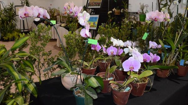 Familias floricultoras generan ganancias de más de G. 80 millones en feria