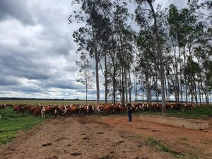 El Novillo Mercosur subió 5 centavos de dólar y alcanzó US$ 3,61 a la carne