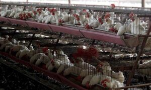 Avance de gripe aviar enciende alarma en Latinoamérica | 1000 Noticias