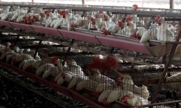 Avance de gripe aviar enciende alarma en Latinoamérica | 1000 Noticias