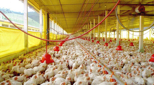 Gripe aviar: producción avícola local está salvo, pero en alerta