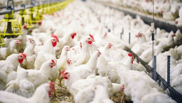 PARAGUAY TRABAJA PARA LA APERTURA DEL MERCADO DE TAIWÁN AL RUBRO AVÍCOLA - Itapúa Noticias
