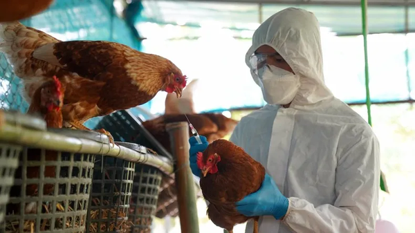 Gripe Aviar: ¿Se aproxima una nueva pandemia? - Megacadena — Últimas Noticias de Paraguay