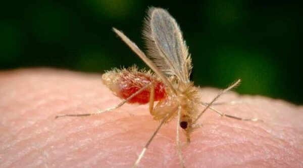 TRECE CASOS DE LEISHMANIASIS SE IDENTIFICAN EN VARIOS DEPARTAMENTOS - Itapúa Noticias