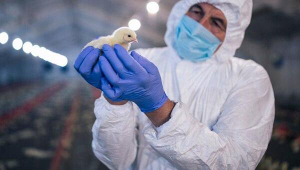 ¿Qué es la gripe aviar, cómo se transmite y cuál es el riesgo para los humanos? - Megacadena — Últimas Noticias de Paraguay