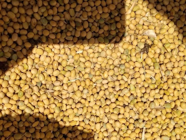 Soja: Gremio de productores espera una mejor cosecha para este año - La Tribuna