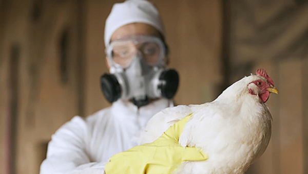 «Alerta Roja» en Paraguay por ingreso de gripe aviar en la región