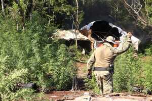 Senad anula 244 toneladas de marihuana a través de operativo conjunto en Canindeyú - .::Agencia IP::.