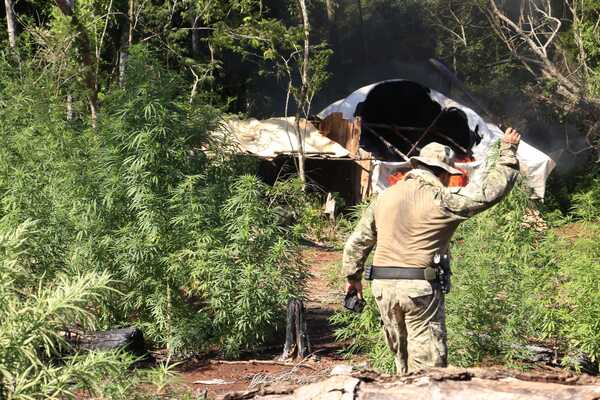 Senad anula 244 toneladas de marihuana a través de operativo conjunto en Canindeyú - .::Agencia IP::.