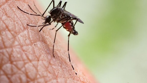 Chikungunya: Hospital Acosta Ñu tiene 15 internados en UTI