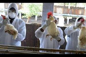 Ingreso de gripe aviar en la región pone en alerta a Paraguay