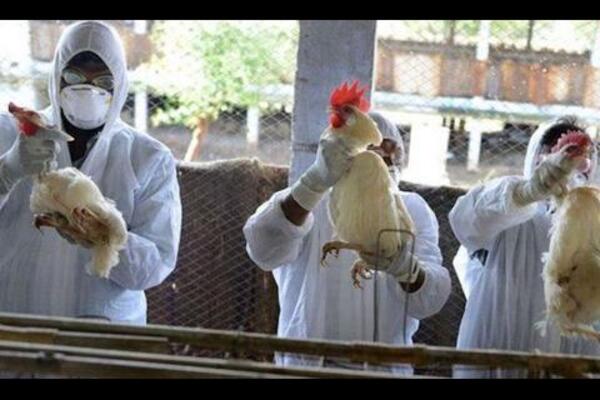 Ingreso de gripe aviar en la región pone en alerta a Paraguay