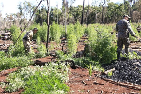 Diario HOY | Golpe millonario a narcos: anulan más de 200 toneladas de marihuana en Canindeyú