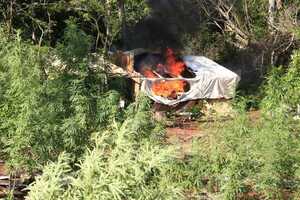 Sacan de circulación 244 toneladas de marihuana y 12 campamentos narcos | 1000 Noticias