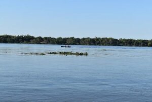 Tras repunte del río Paraná, plantas acuáticas afectan a pescadores de Ayolas - Nacionales - ABC Color