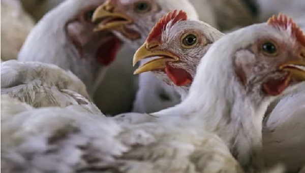 Alerta por inminente ingreso de gripe aviar en Paraguay