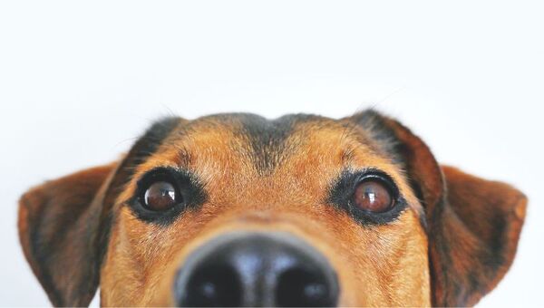 Siete lugares pet friendly que vas a amar (y en donde vas a comer riquísimo)