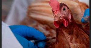 La Nación / Advierten sobre riesgo sanitario por el contrabando de pollos