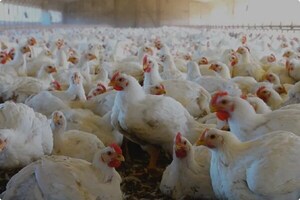 Senacsa pide alertar casos sospechosos de gripe aviar para contener el virus