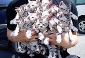 Diario HOY | Hallan en Vietnam 2.000 gatos muertos destinados a la medicina tradicional