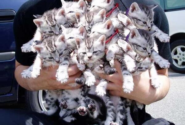 Diario HOY | Hallan en Vietnam 2.000 gatos muertos destinados a la medicina tradicional