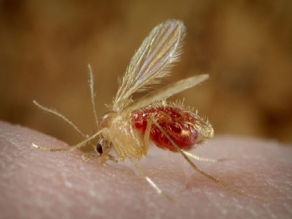 Más mosquitos producen riesgos a la salud, a tener cuidado - La Tribuna