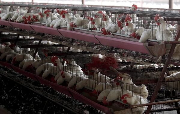 Gripe aviar: Piden a la ciudadanía informar sobre avistamiento de aves silvestres muertas - Nacionales - ABC Color