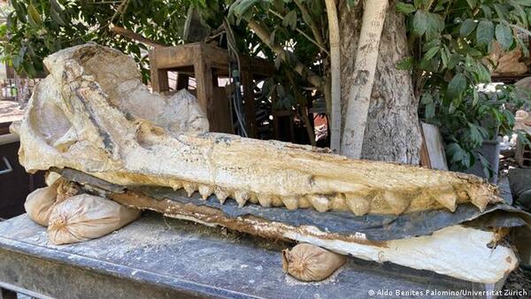Hallan en Perú el cráneo fosilizado de una especie de cachalote prehistórico
